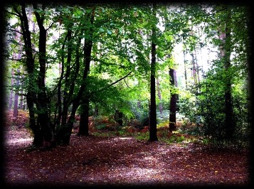 thumb_4561763086_357x266_1024