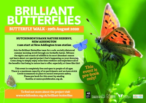 BrilliantButterflies